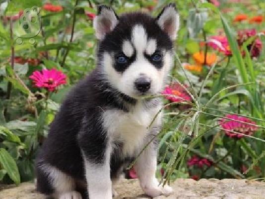 Επτά όμορφα κουτάβια Σιβηρίας Husky,